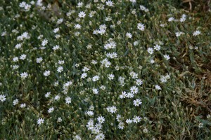 Cerastium alpinum - Alpen Hornkraut