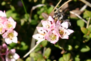Loiseleuria procumbens - Alpenheide