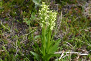 Platenthera hyperborea - Nördliche Waldhyazinthe
