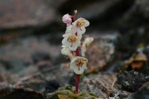 Pyrola grandiflora - Großblütiges Wintergrün
