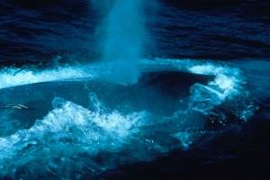 Blasender Blauwal (Foto: Fred Benko, NOAA)
