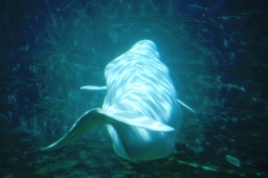 Weißwal