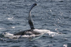 Brustflosse und Kehlfurchen eines Buckelwals